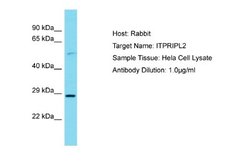 ITPRIPL2 Rabbit anti-Human, Polyclonal, Novus Biologicals 0.1ml; Unconjugated:Antibodies,
